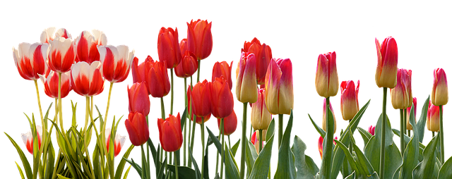 Оригинал изображения: pixabay.com Поздравляем с 8 марта!