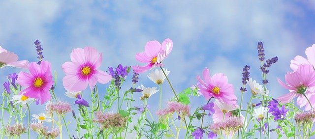 Оригинал изображения: pixabay.com Поздравляем с 8-марта!
