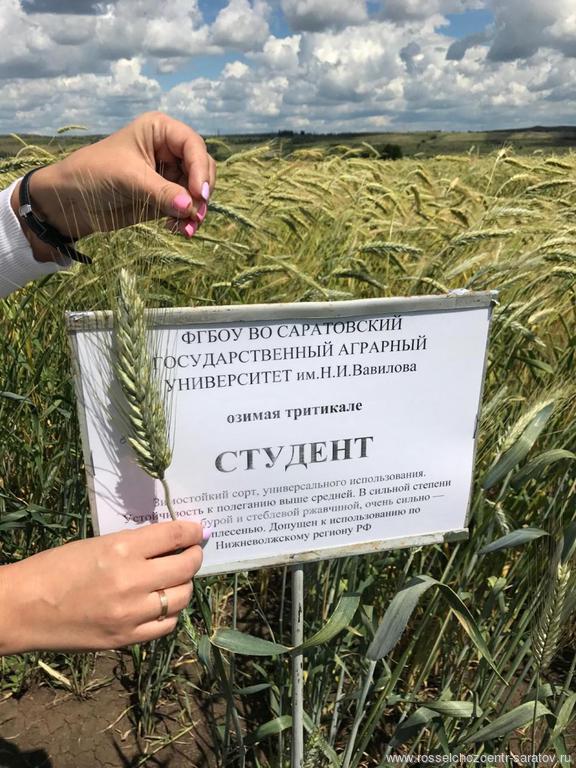 Специалисты Саратовского филиала активно участвуют в научной жизни области Специалисты Саратовского филиала активно участвуют в научной жизни области