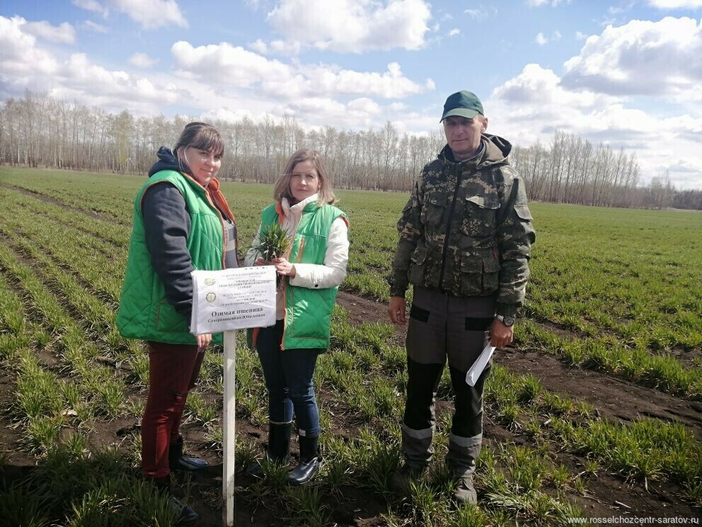 Специалисты Саратовского филиала проводят мониторинг демонстрационных посевов Специалисты Саратовского филиала проводят мониторинг демонстрационных посевов
