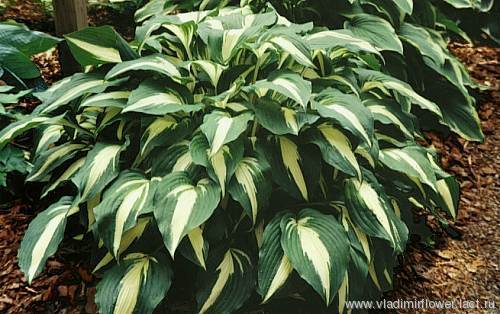 quot night before christmas quot j machen 39 1994 цена 300 рублей night before christmas hosta