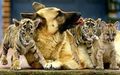 Barátság az állatvilágban - információk, cikkek, történetek - a menedék, a macska és a kutya ürülék és zoozaschitniki Buryatia