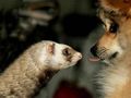 Prietenie în lumea animală - informații, articole, povestiri - adăpost de pisică și câine și zooprotectori Roo din Buryatia