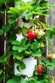 Клубничная вертикальная грядка своими руками.Высадить клубнику можно не только традиционным способом. Можно сделать вертикальную грядку для клубники и красиво украсить собственную дачу. Клубничная вертикальная грядка своими руками.Высадить клубнику можно не только традиционным способом. Можно сделать вертикальную грядку для клубники и красиво украсить собственную дачу.