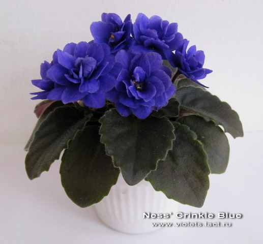 ness' crinkle blue фиалка фото
