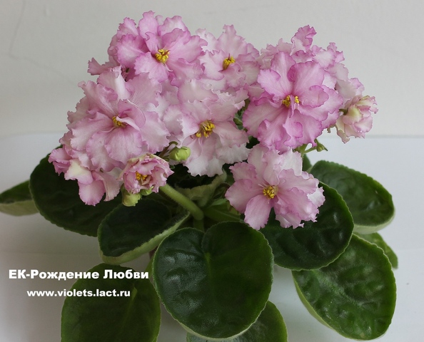 фиалка ек.рождение любви фото онлайн фиалка ек.рождение любви фото