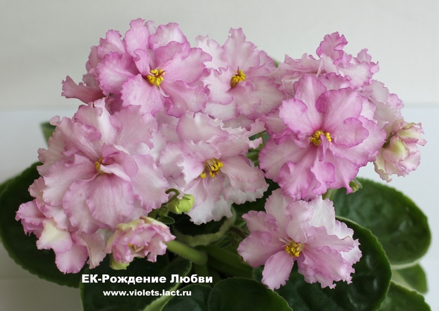 фиалка ек.рождение любви фото онлайн фиалка ек.рождение любви фото