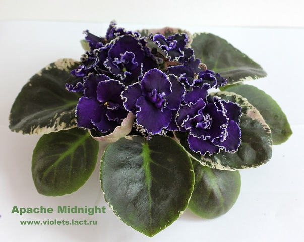apache midnight фиалка фото и описание онлайн apache midnight фиалка фото и описание