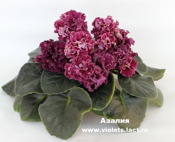 фиалка фото азалия онлайн фиалка фото азалия