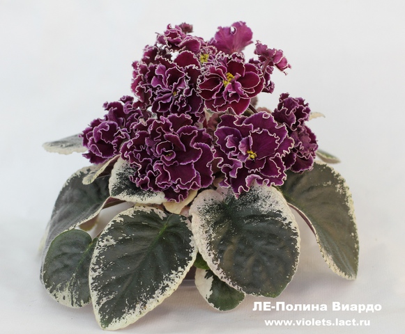 фиалка фото ле полина виардо онлайн фиалка фото ле полина виардо