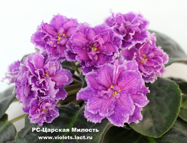 фиалка фото рс-царская милость онлайн