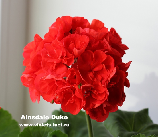 Ainsdale junior пеларгония Ainsdale junior пеларгония