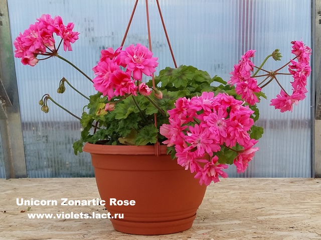 unicorn zonartic rose пеларгония фото онлайн unicorn zonartic rose пеларгония фото
