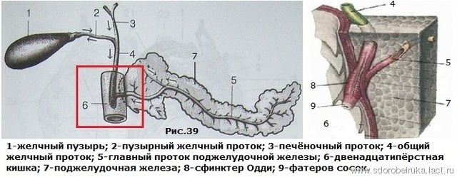 Желчный пузырь на рисунке человека Желчный пузырь на рисунке человека