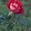 Роза Dame De Coeur