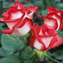 Розы чайно-гибридные 