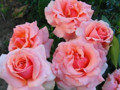 Розы грандифлоры