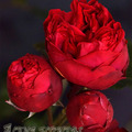 Роза Red Eden Rose