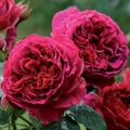 Питомник роз David Austin Roses, Англия