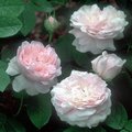 Питомник роз David Austin Roses, Англия