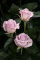 Питомник роз Rosen Tantau, Германия