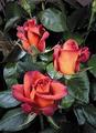 Питомник роз Rosen Tantau, Германия