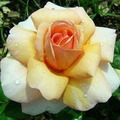 Питомник роз DELBARD, Франция