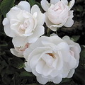 Питомник роз DELBARD, Франция