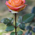Роза Orang Gius