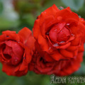 Роза Lavaglut