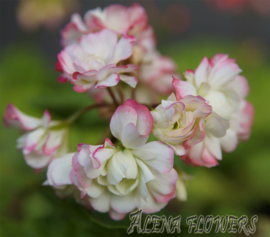 Пеларгония Apple Blossom Rosebud
