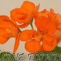 Пеларгония Orangesone