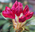 Рододендроны - цветение 2013 год