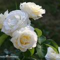 Роза wielkokwiatowa