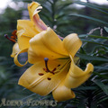 Лилия golden splendour