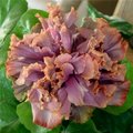 Гибискус Antique Lilac