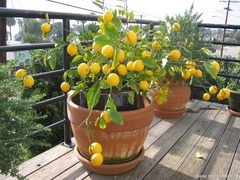 Лимон уход и выращивание в домашних условиях