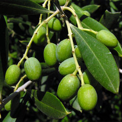 Маслина (оливка) уход и выращивание дома
