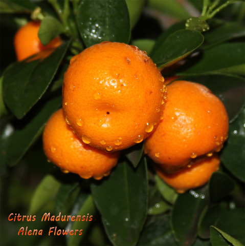 calamondin citrus madurensis