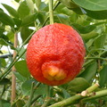 Citrus Santa Barbara red lime 