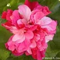 Гибискус Pink Bouquet