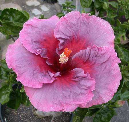 Гибискус antique rose
