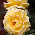 Роза rimosa
