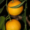Апельсин Вашингтон 