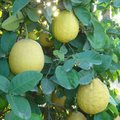Лимон крупноплодовый