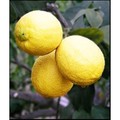 Лимон павловский