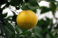 Грейпфрут уход и выращивание в комнатных условиях