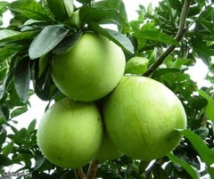 Помело (Citrus grandis). Описание, виды и выращивание помело