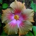 Moorea - Hibiscus