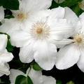 Клематис white flower